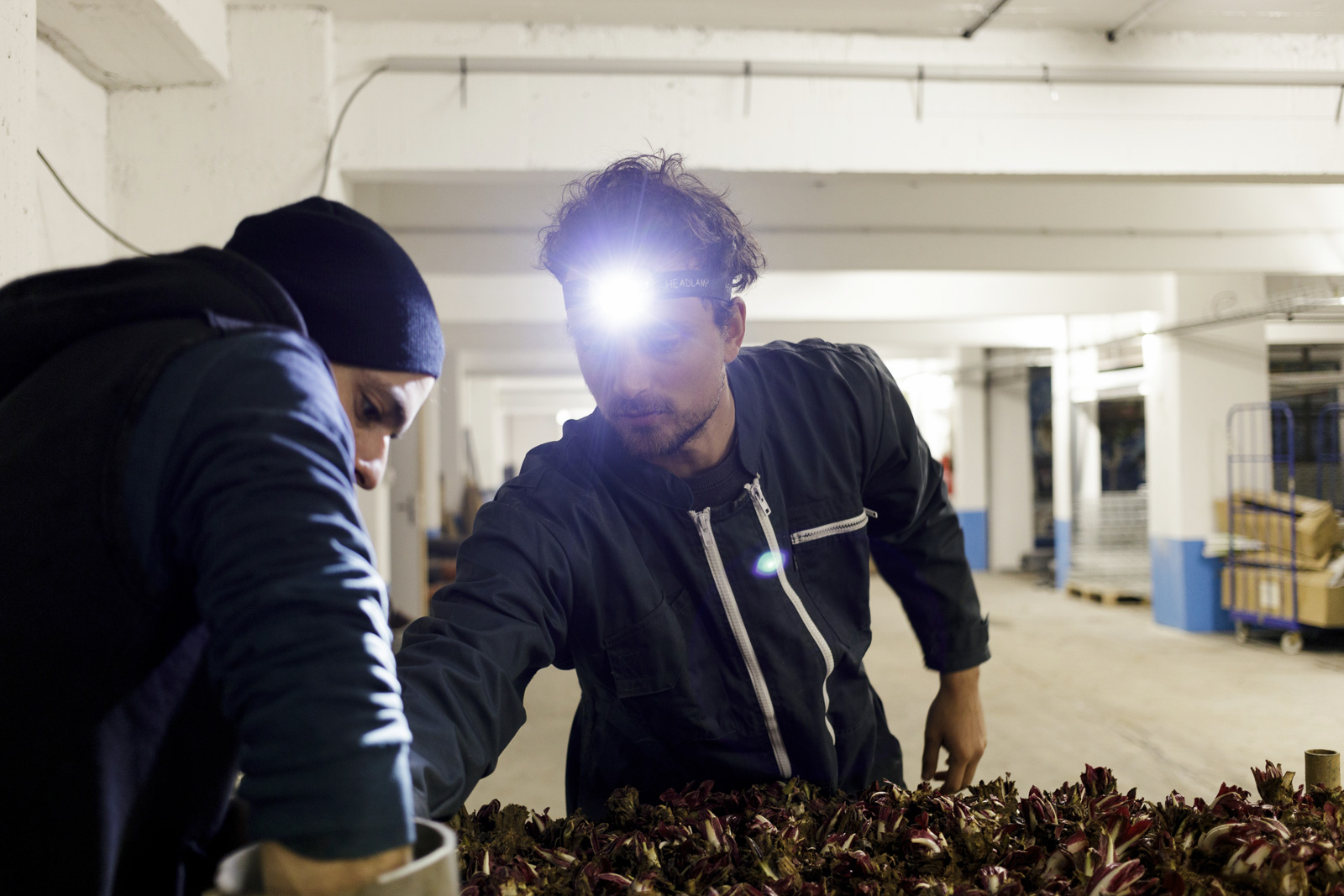 Culture de jeunes pousses, champignons et endives dans une ferme souterraine